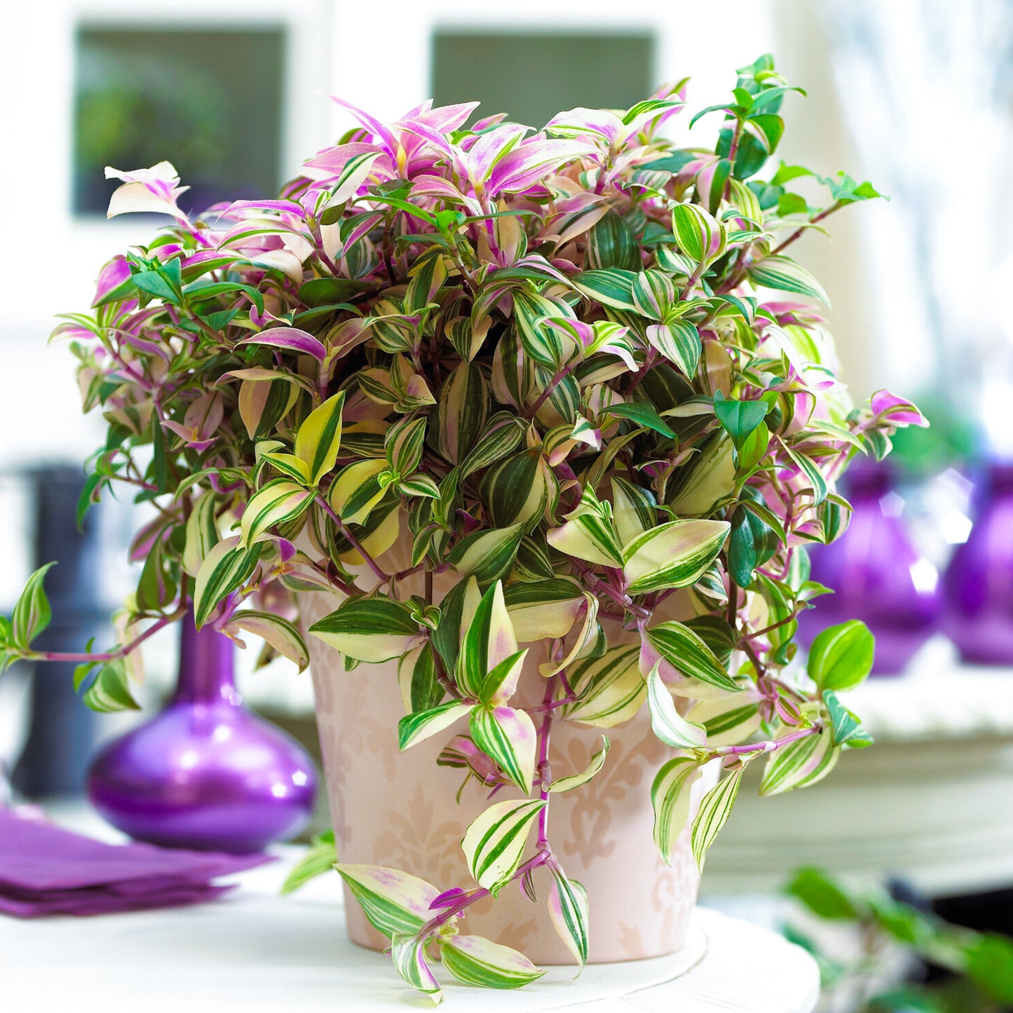 Tradescantia Quadricolor