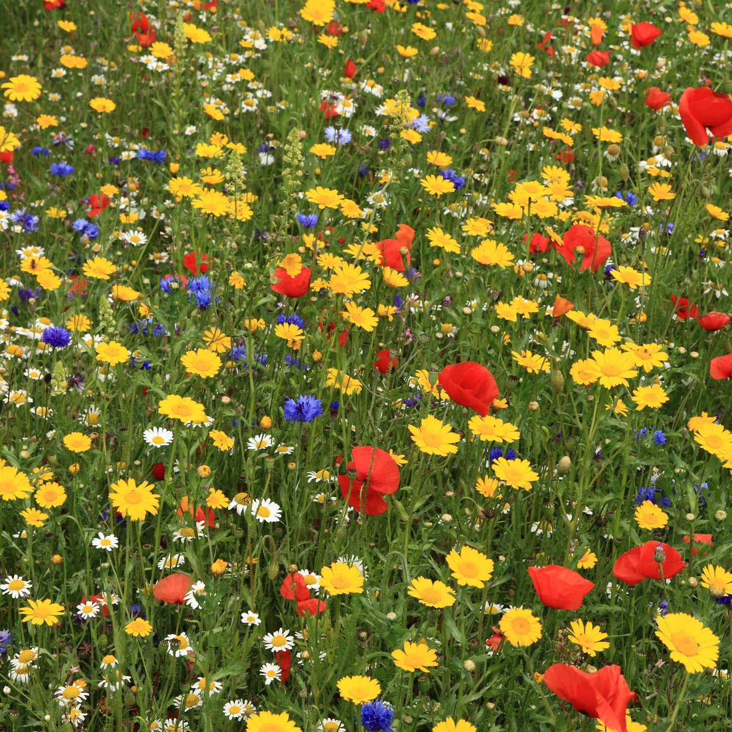 100% Wildflower Seeds - Bees & Butterfly Mix