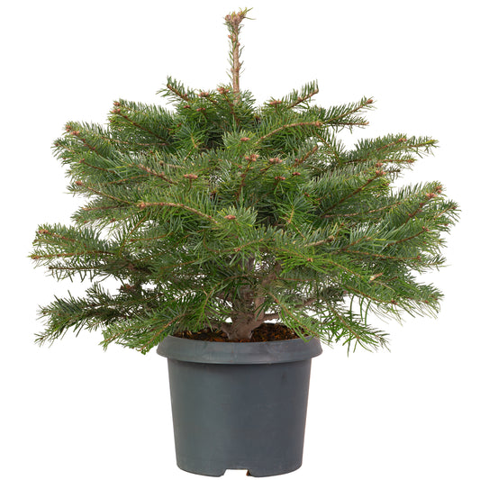 Nordmann Fir Pot Grown Tabletop Christmas Tree