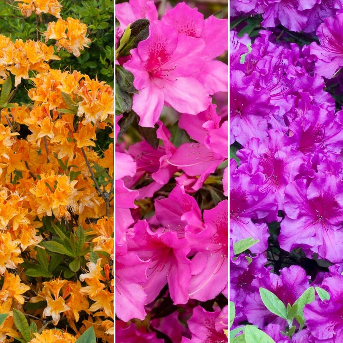 Azalea Mix (9cm, Pack of 3)