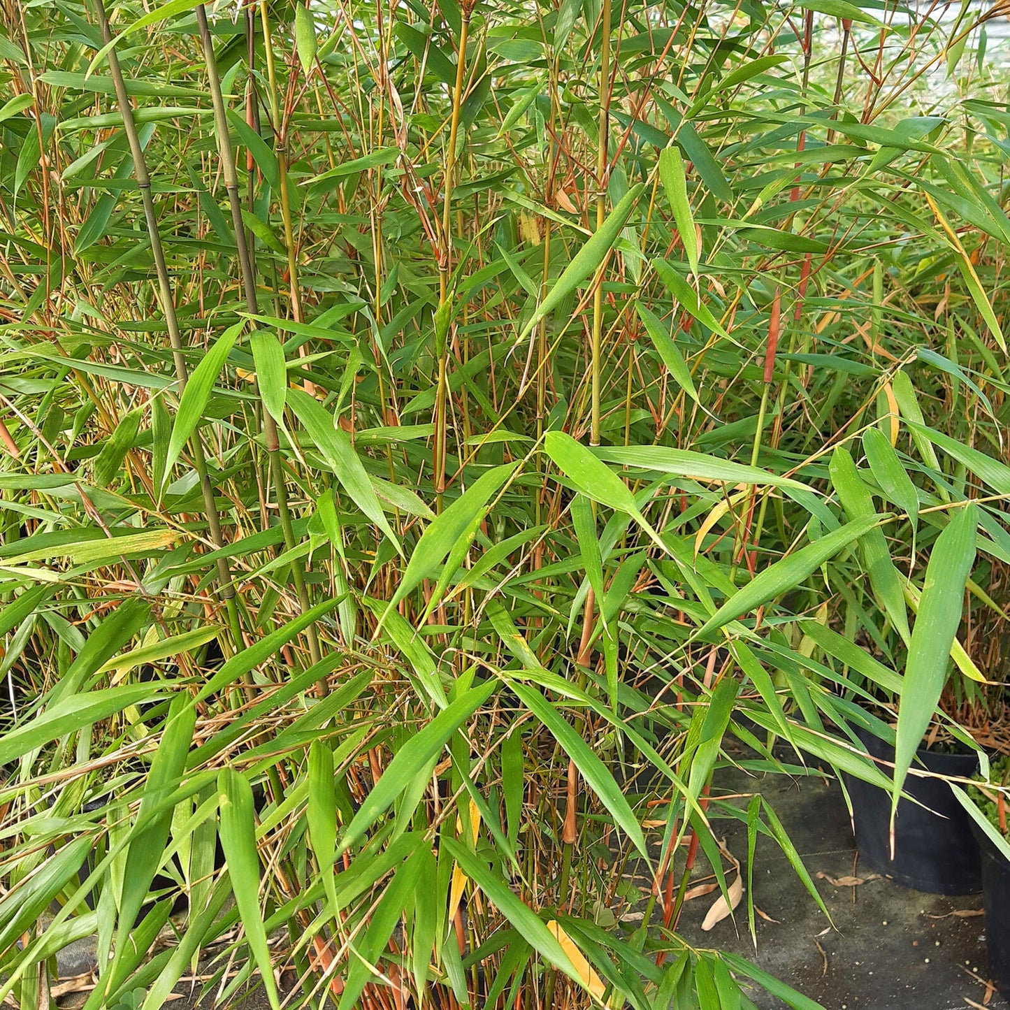 Bamboo Fargesia Asian Wonder