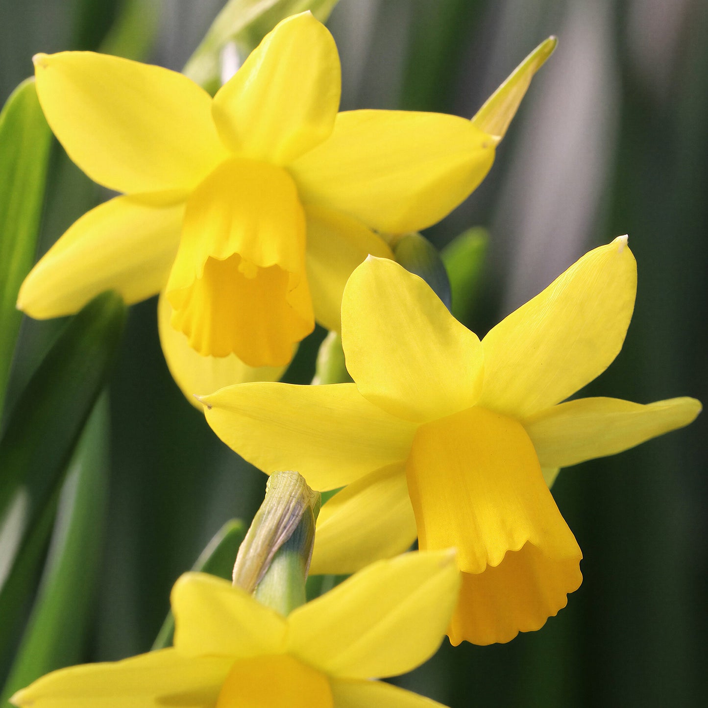 Narcissus Tete a Tete -MASTER-