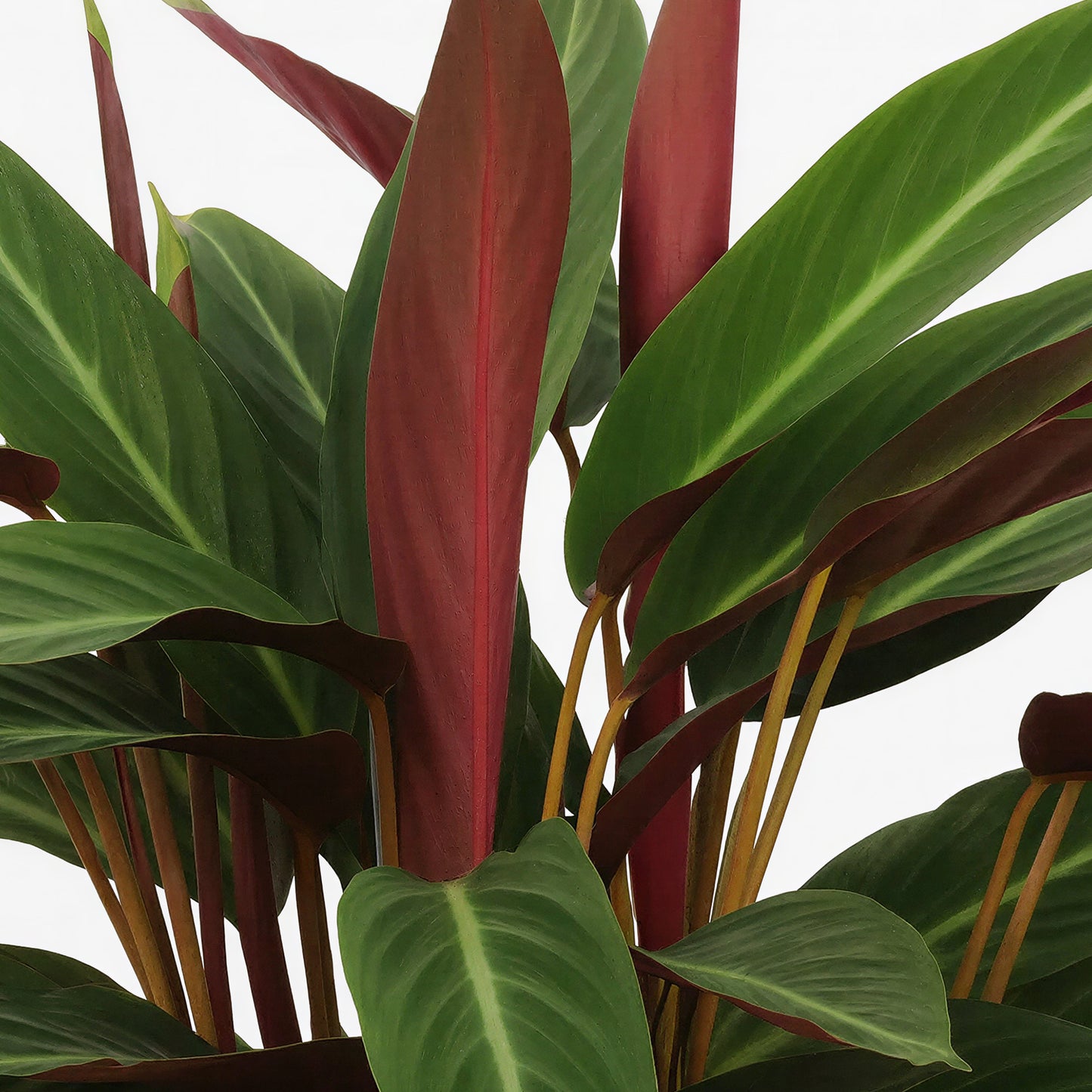 Calathea Magicstar