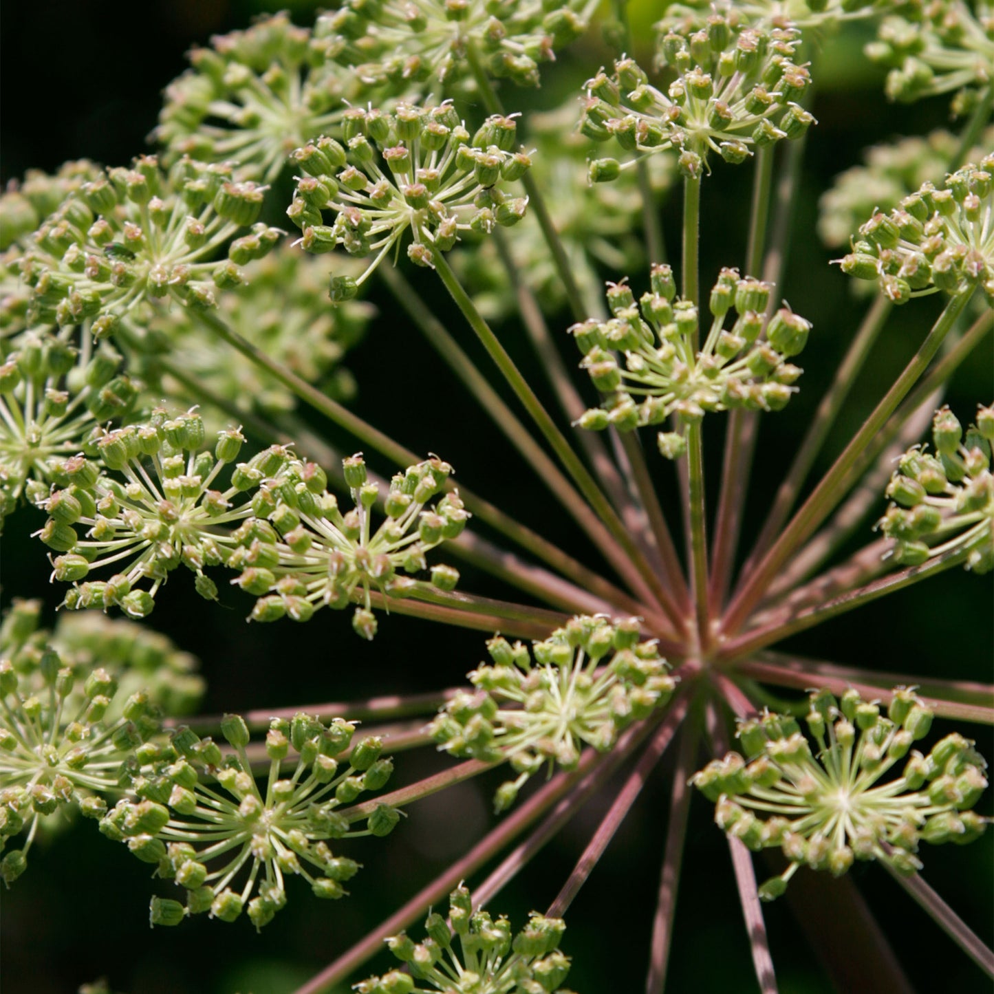 Herb - Angelica Common (8cm)