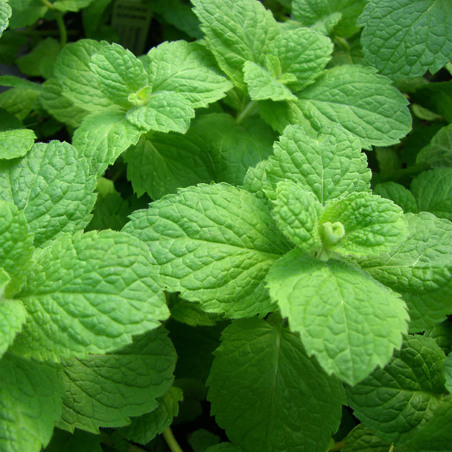 Herb - Mint Apple (8cm)