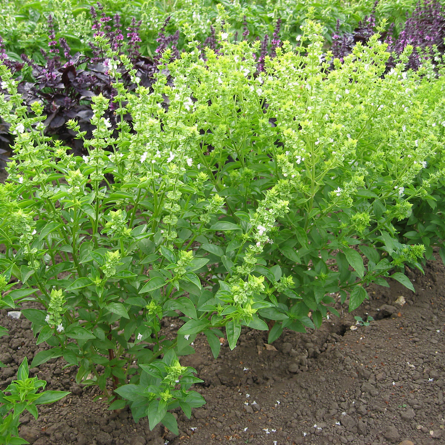 Herb - Basil Bush (8cm)
