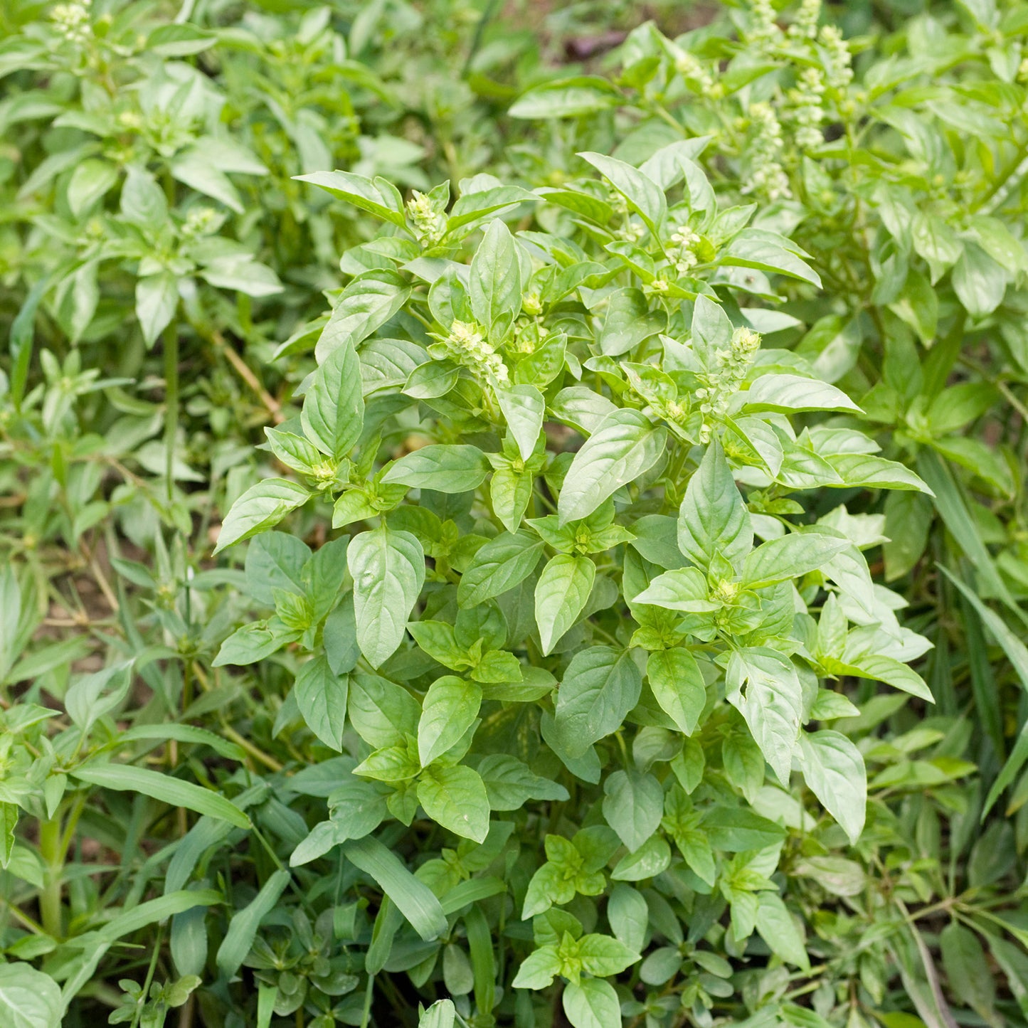 Herb - Basil Lemon (8cm)