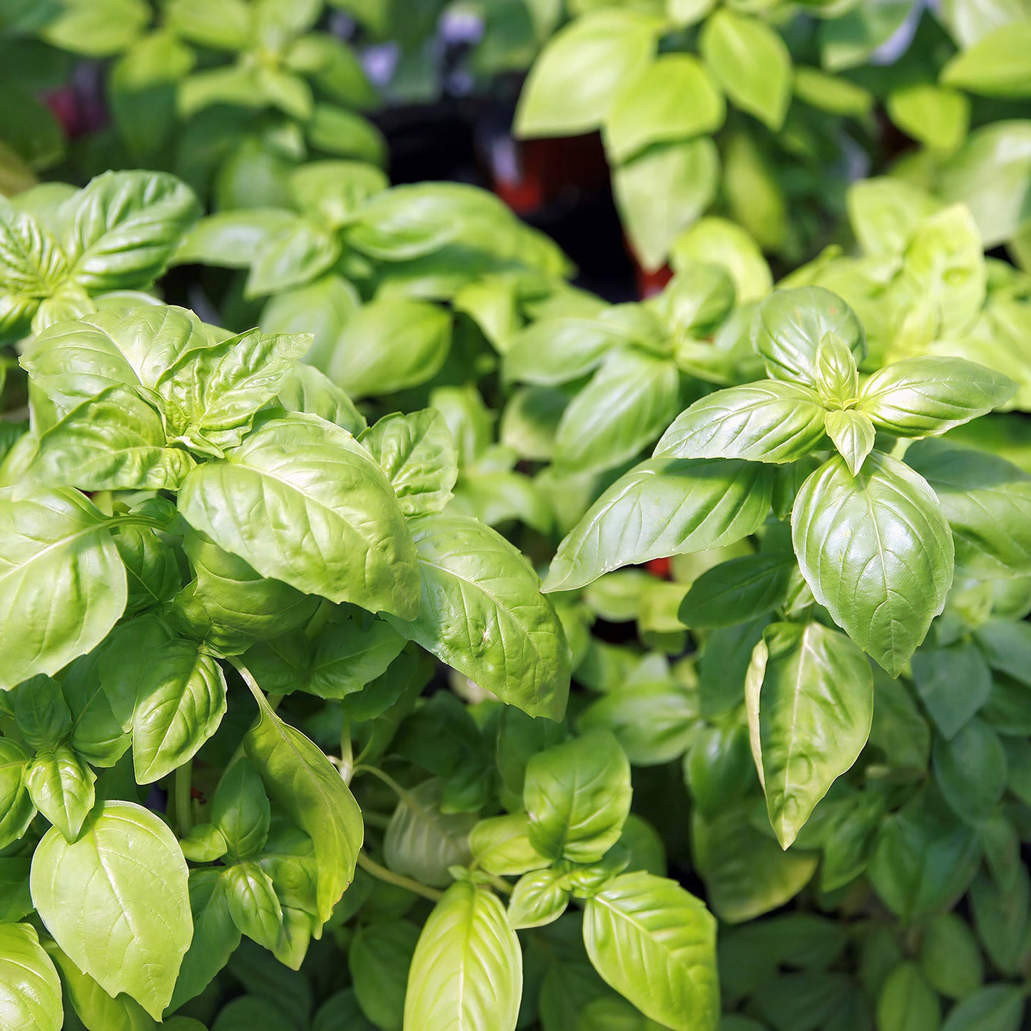 Herb - Basil Sweet (8cm)