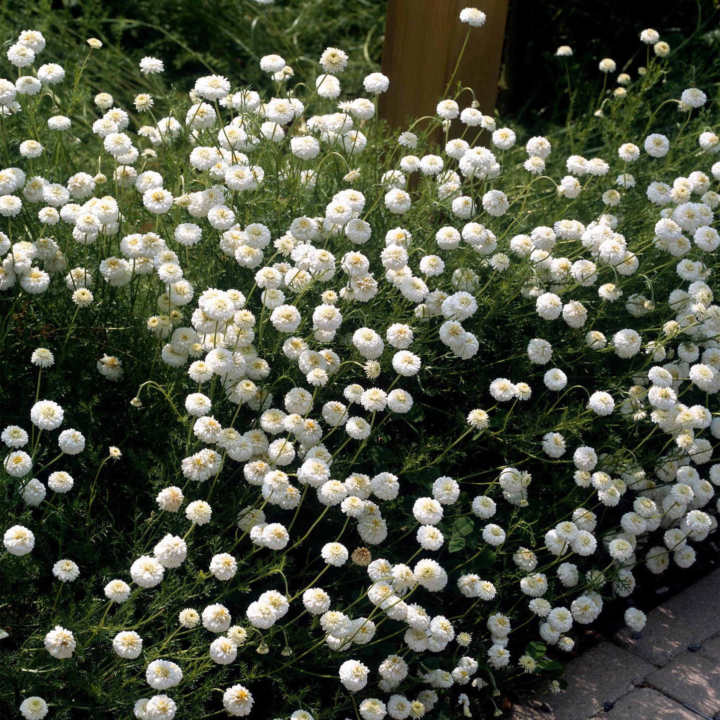 Herb - Chamomile Double Flowered (8cm)