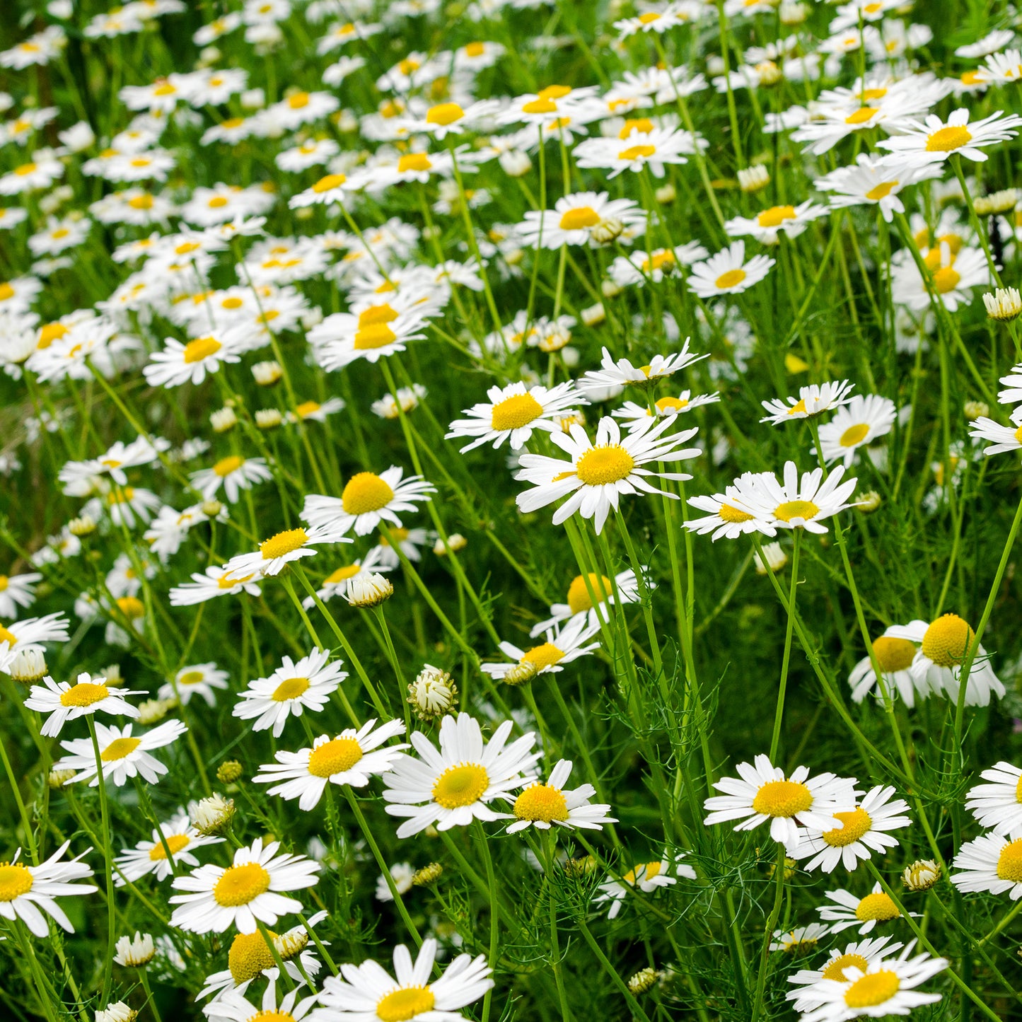 Herb - Chamomile Roman (8cm)