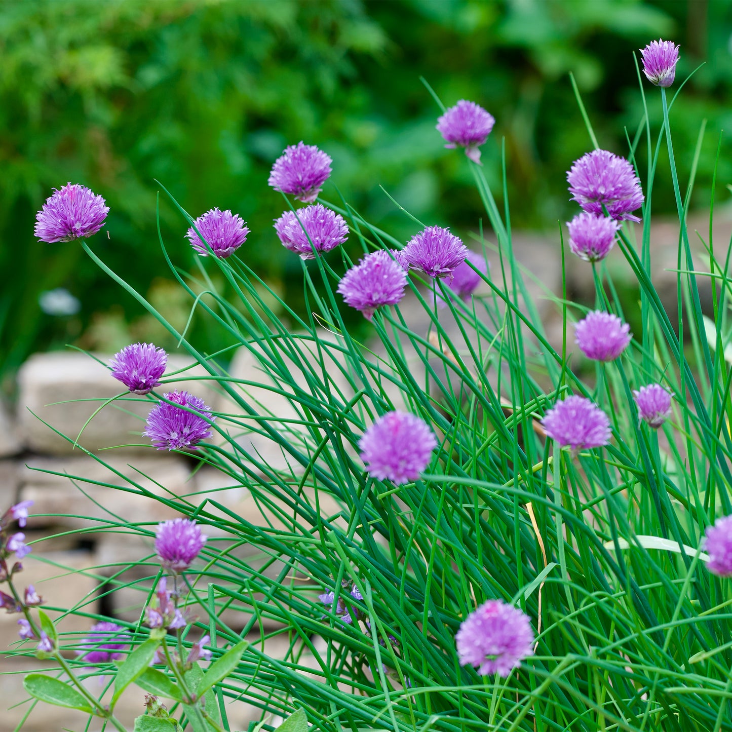 Herb - Chives (8cm)