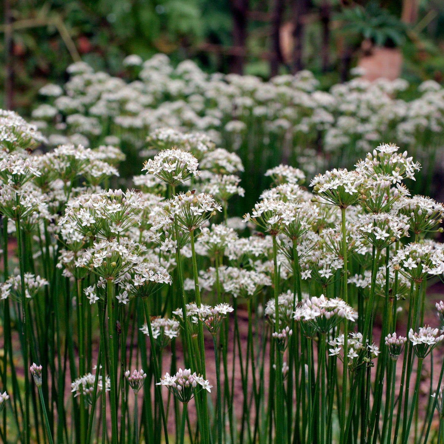 Herb - Chives Garlic (8cm)