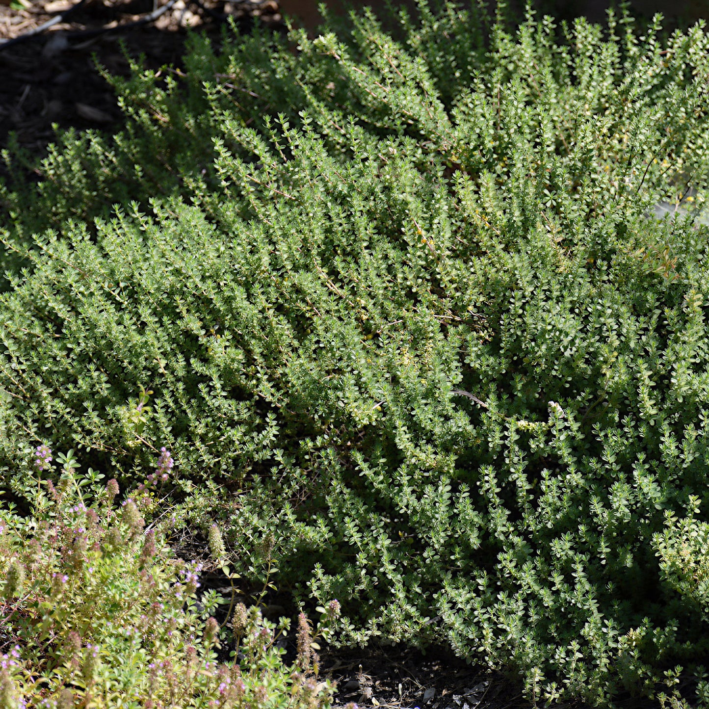 Herb - Thyme Common (8cm)