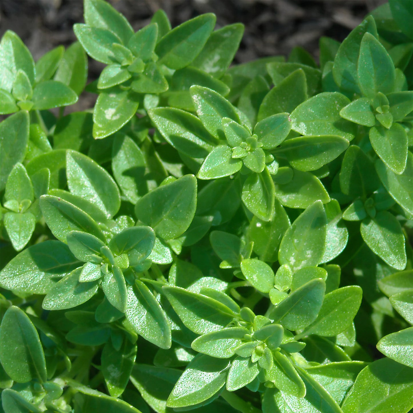 Herb - Basil Greek (8cm)