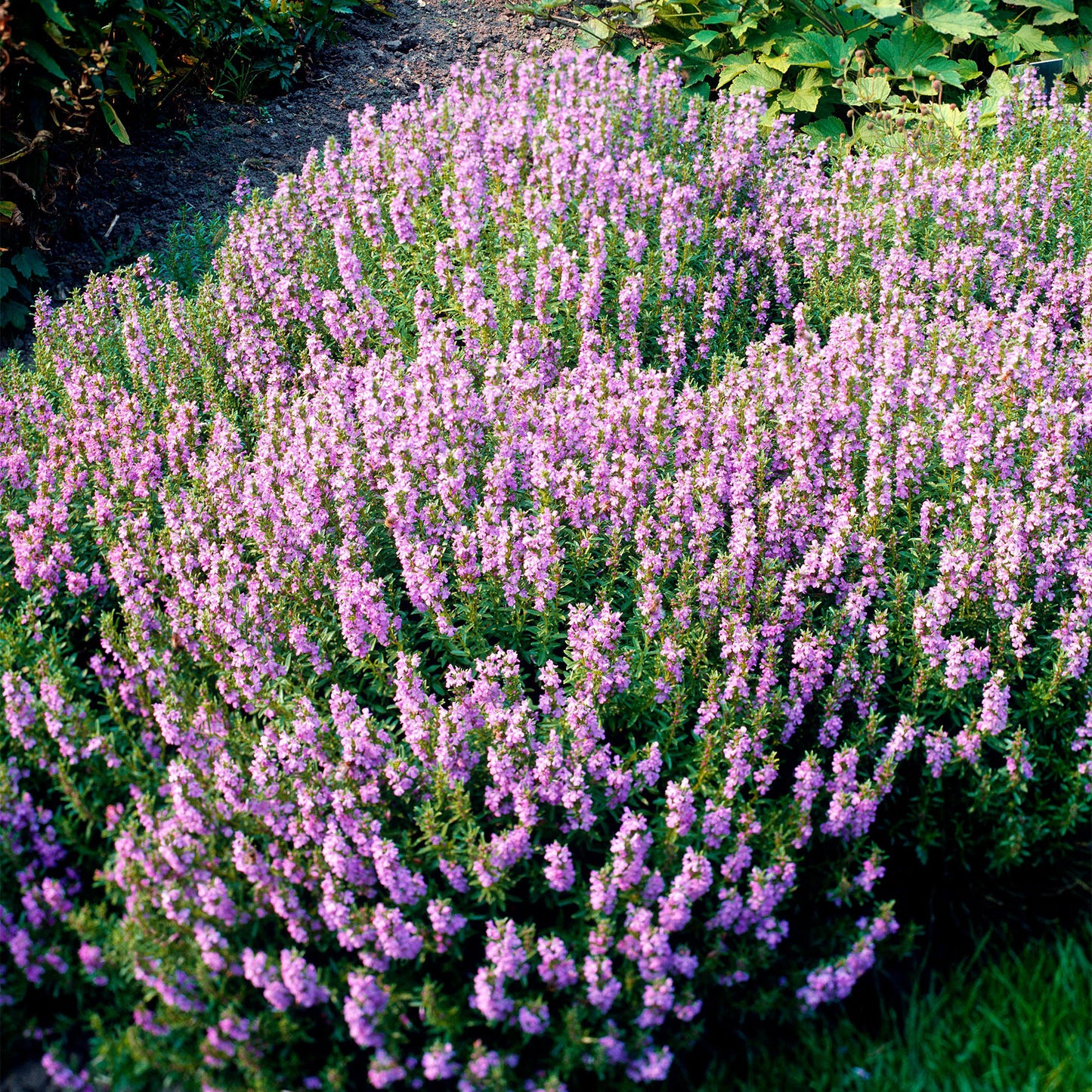 Herb - Hyssop Pink (8cm)