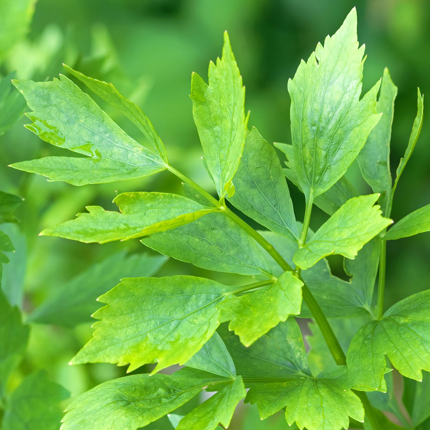 Herb - Lovage Common (8cm)