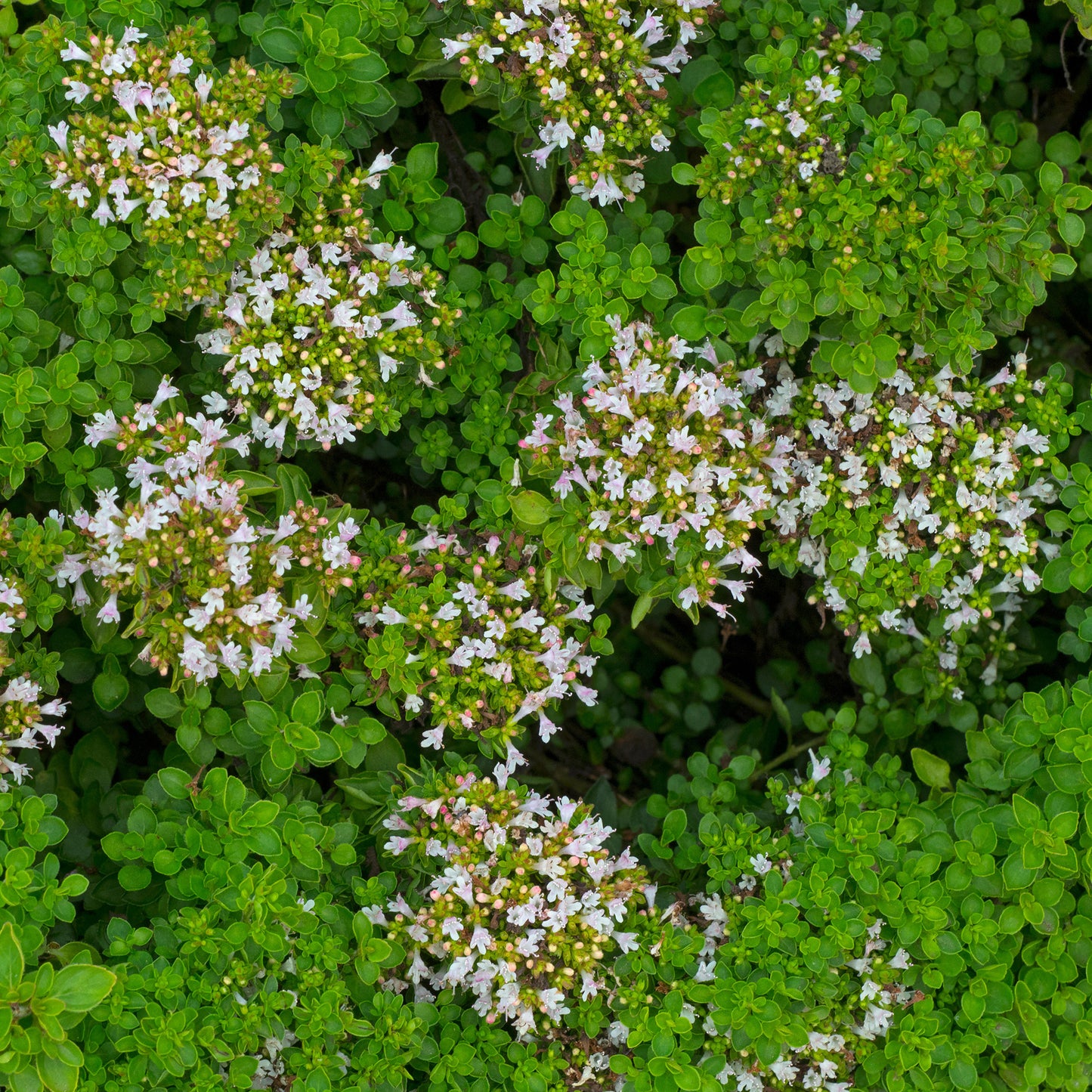 Herb - Marjoram Compact (8cm)
