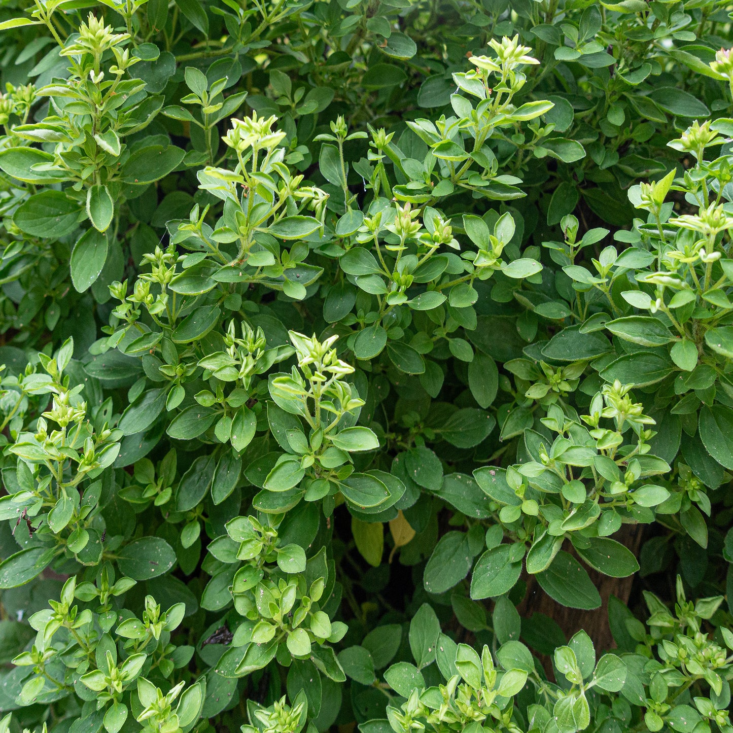 Herb - Marjoram Pot (8cm)