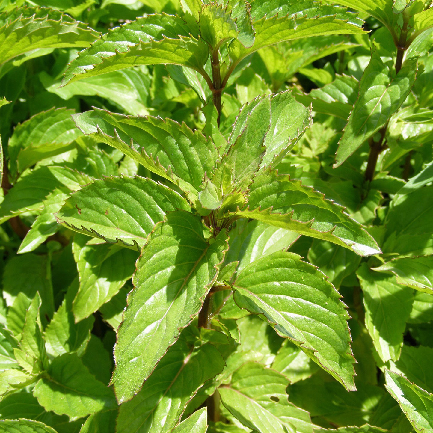 Herb - Mint Basil (8cm)