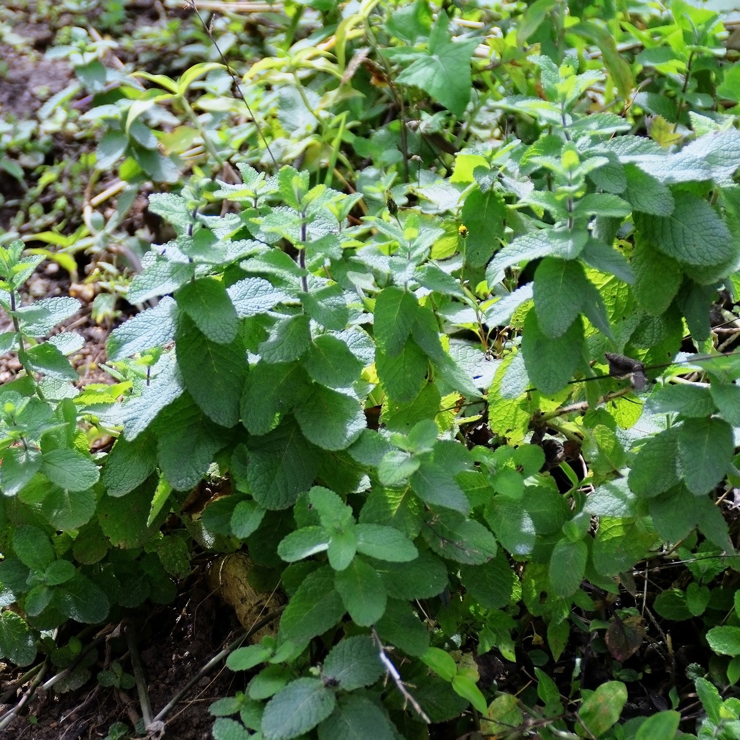 Herb - Mint English Lamb (8cm)