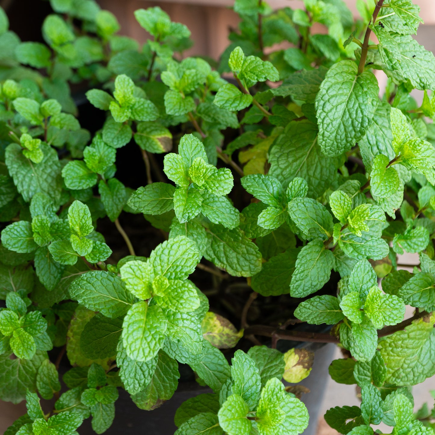 Herb - Mint Garden (8cm)