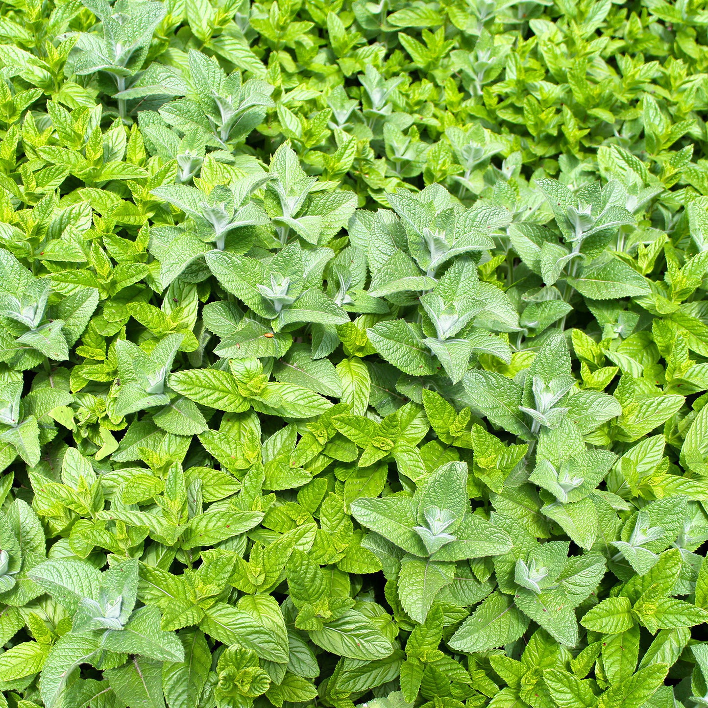 Herb - Mint Ginger (8cm)