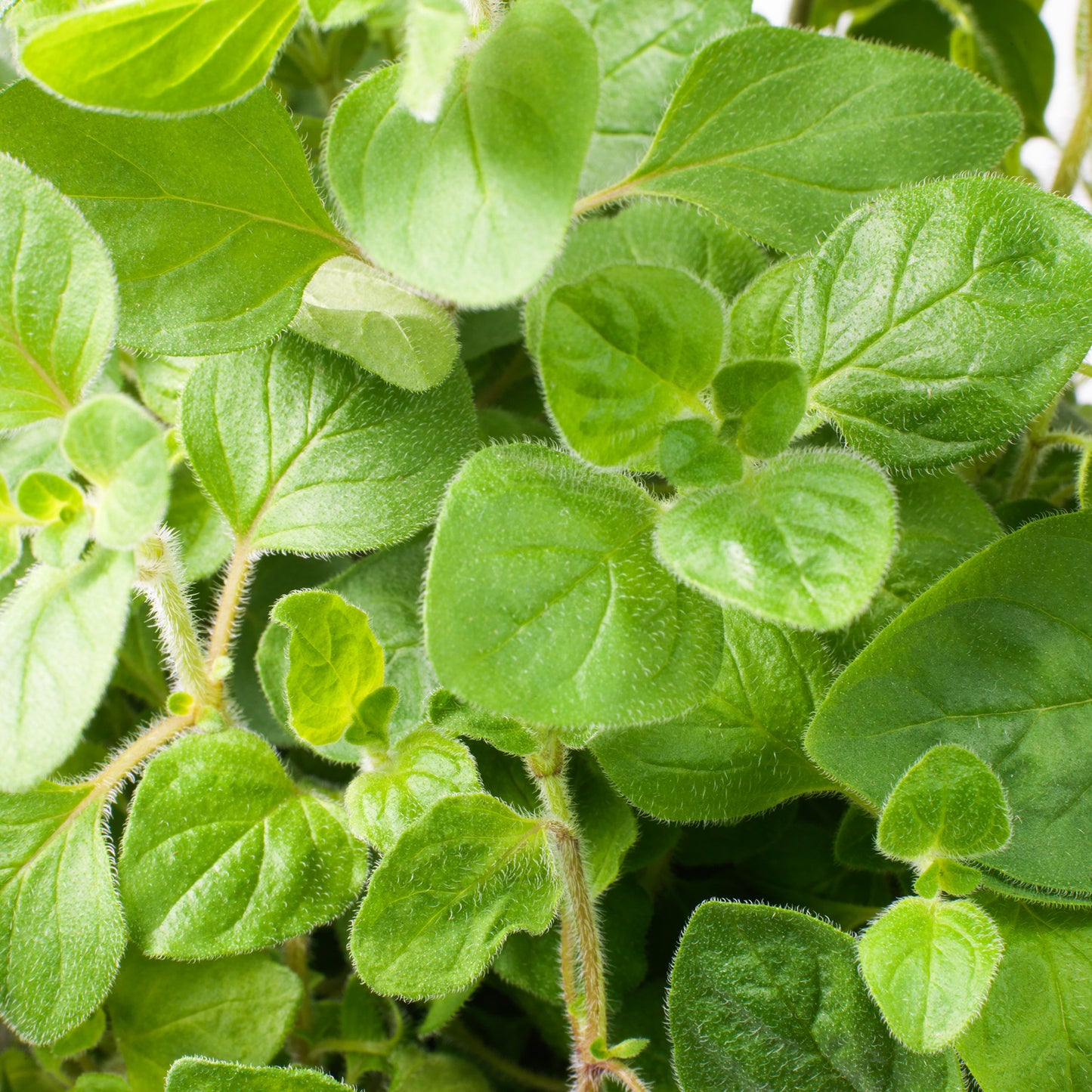Herb - Oregano Common (8cm)