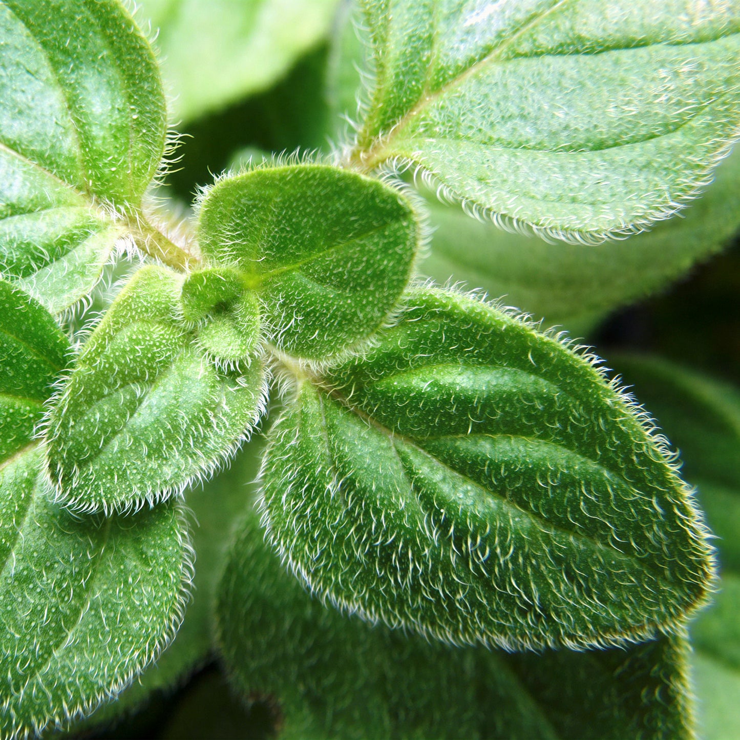 Herb - Oregano Itallian (8cm)