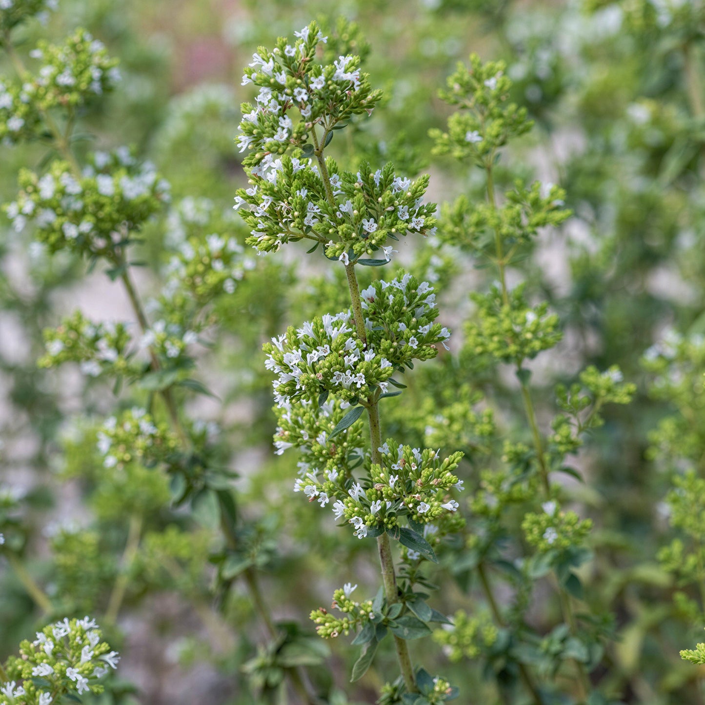 Herb - Oregano Hot & Spicy (8cm)