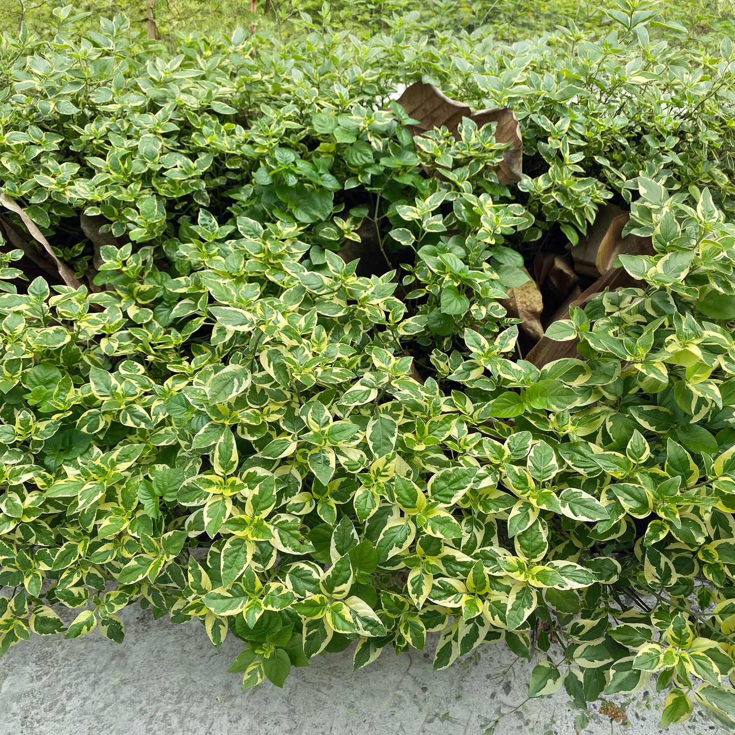 Herb - Oregano Variegated (8cm)