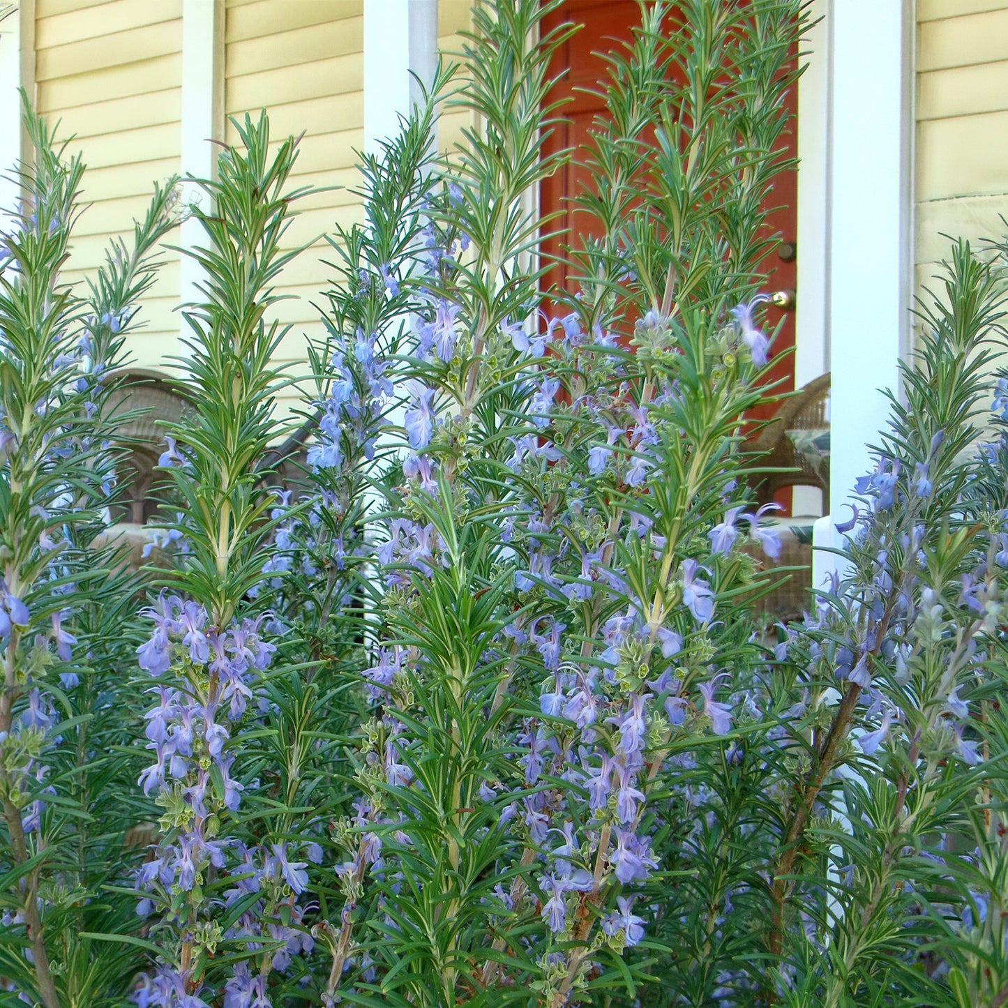 Herb - Rosemary Barbeque (8cm)