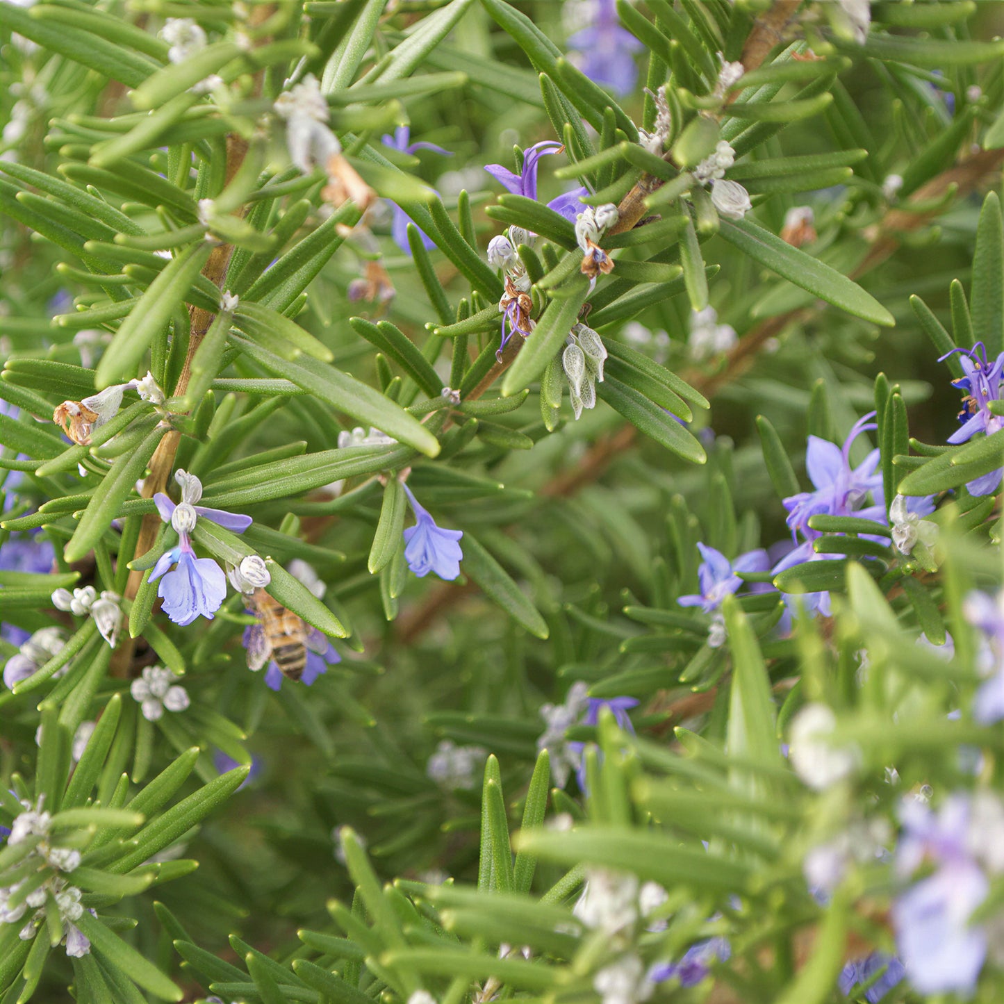 Herb - Rosemary Common (8cm)