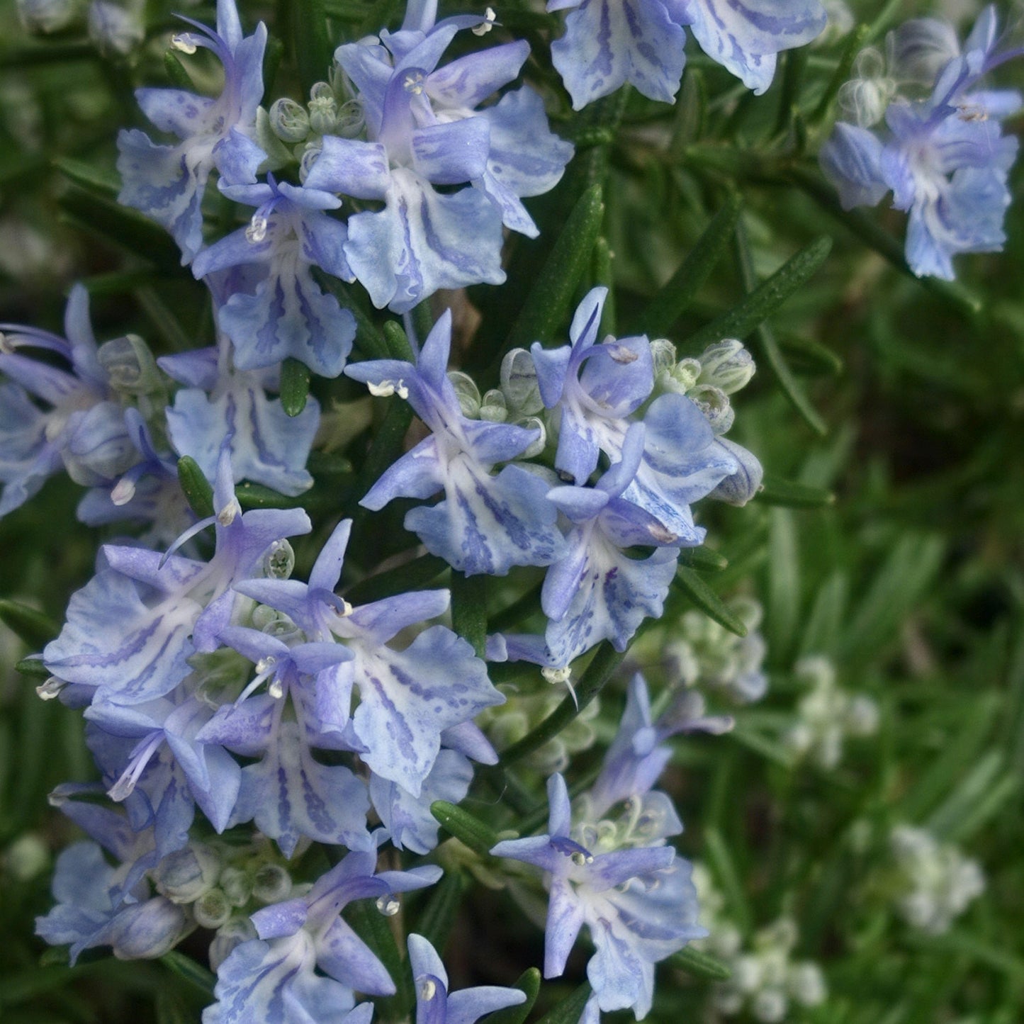 Herb - Rosemary Sudbury Blue (8cm)