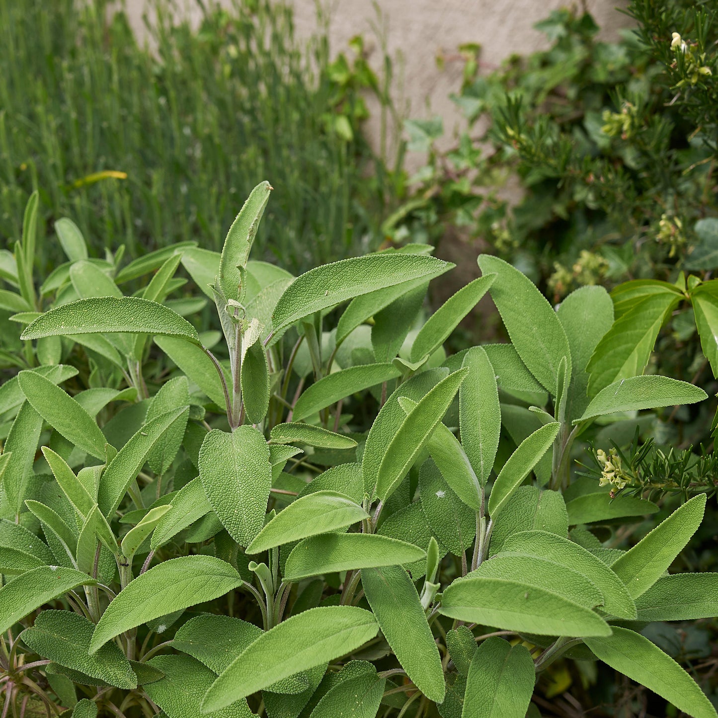 Herb - Sage Common (8cm)