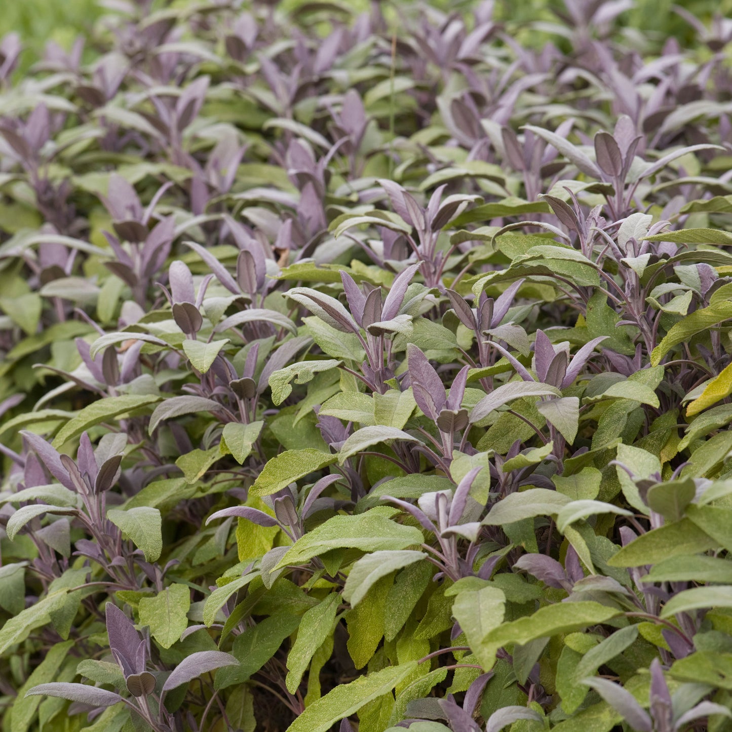 Herbs - Sage Purple, Salvia Officinalis Purpurea