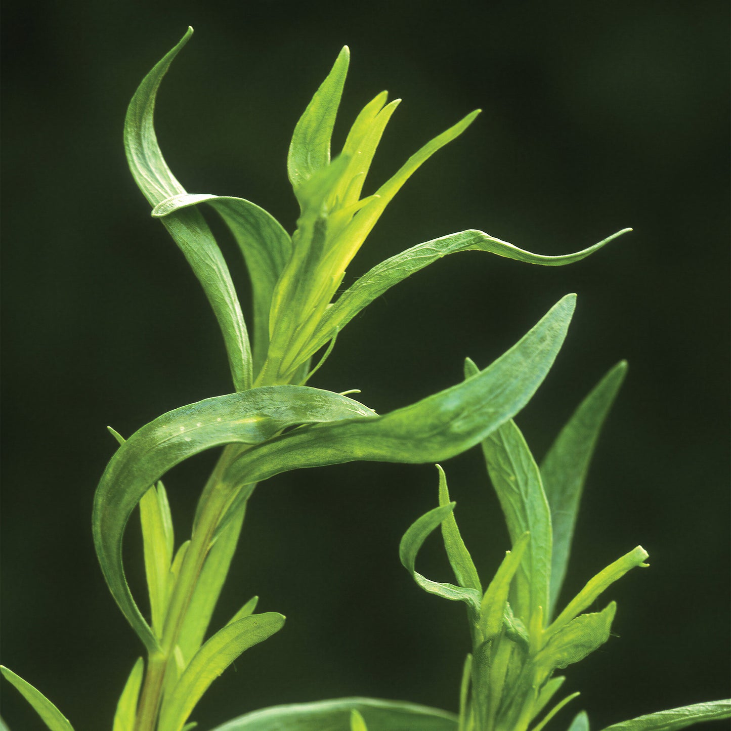 Herb - Tarragon French (8cm)