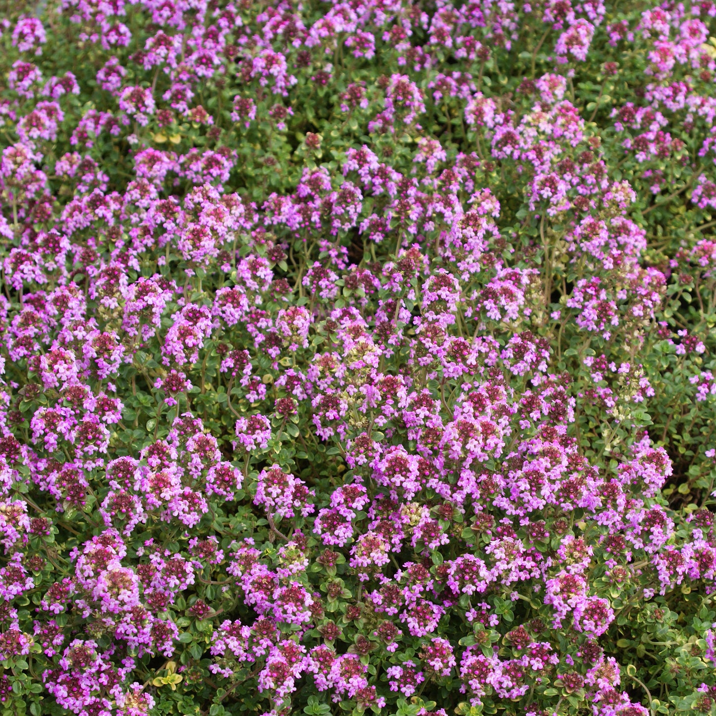 Herb - Thyme Creeping Lemon (8cm)