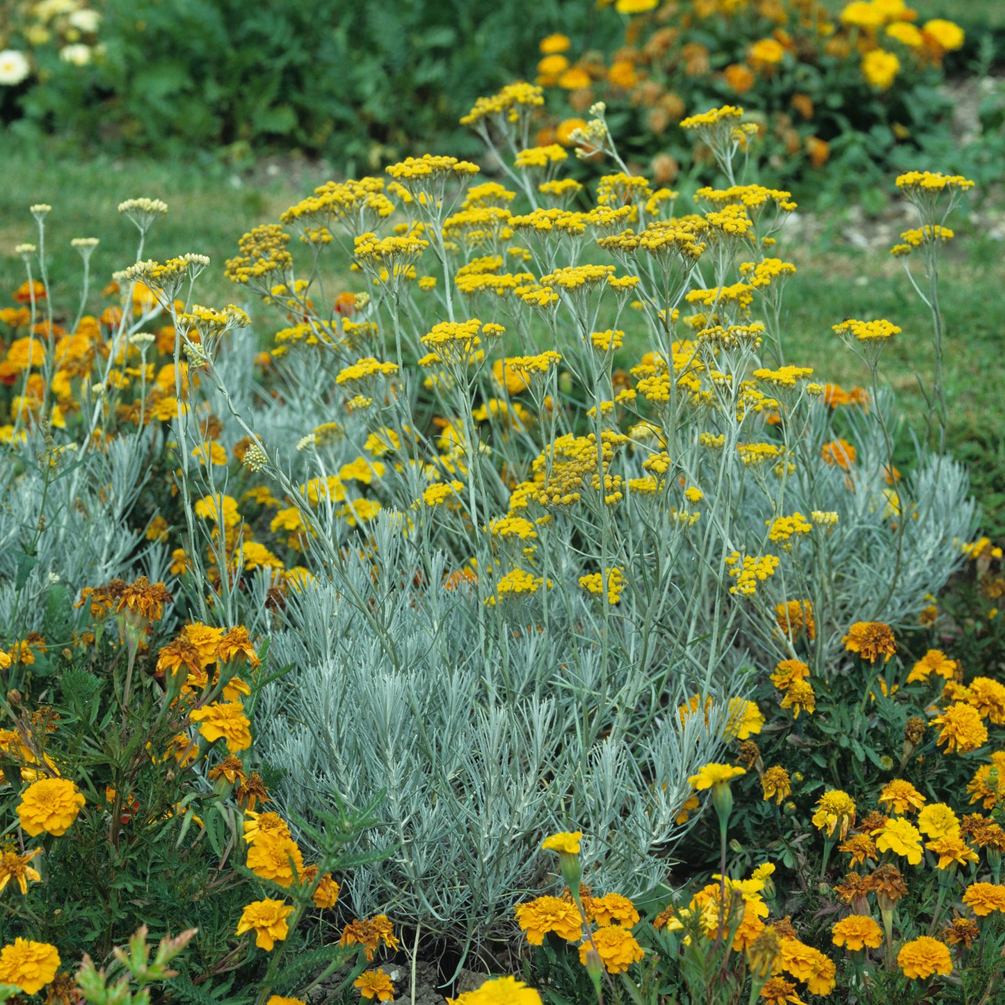 Herbs - Curry Plant, Helichrysum Italicum
