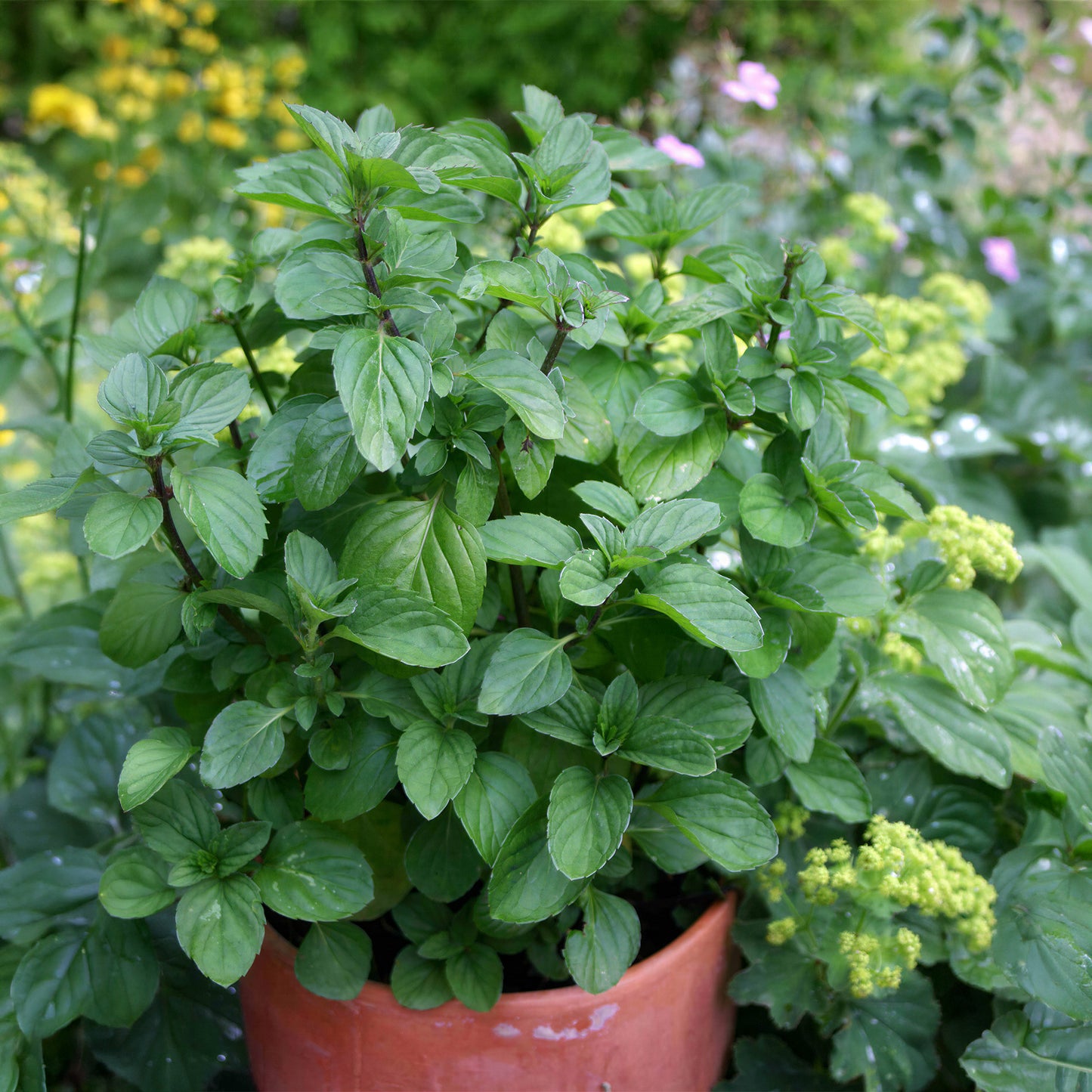Herb - Mint Orange (8cm)