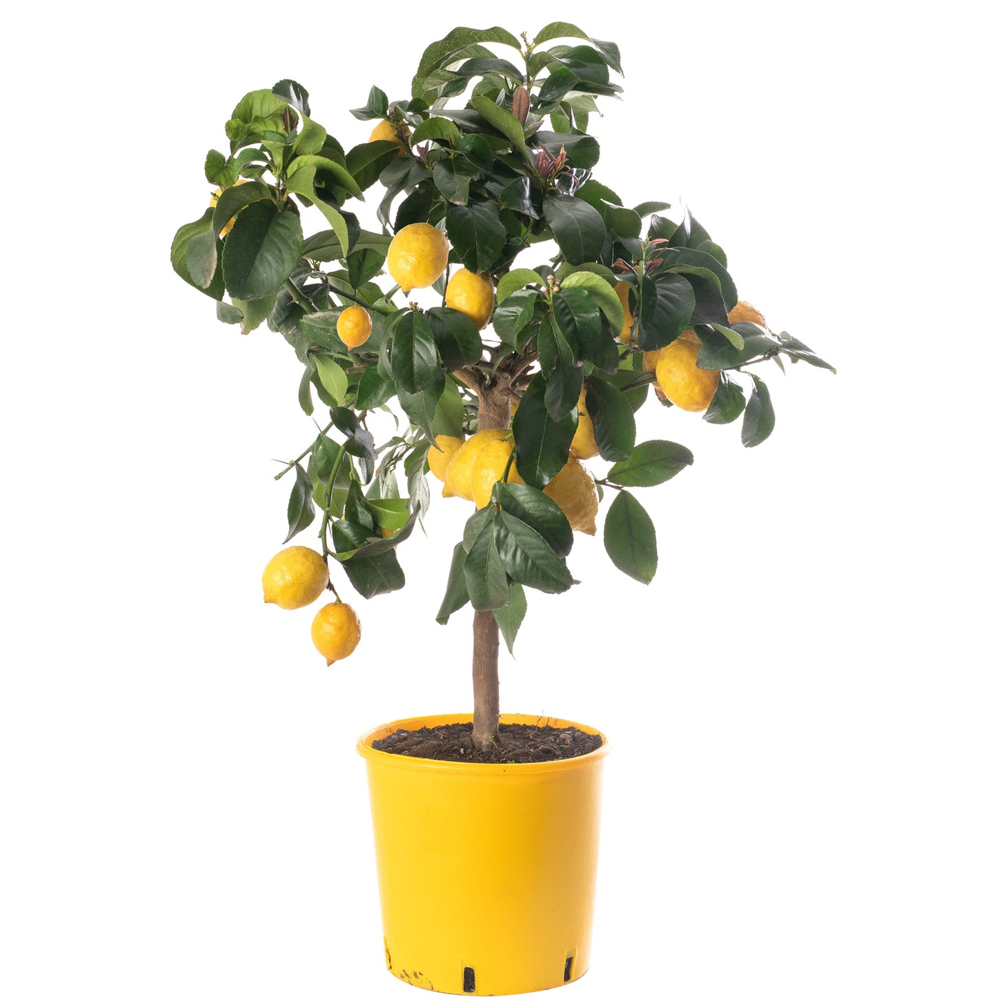Citrus Trees