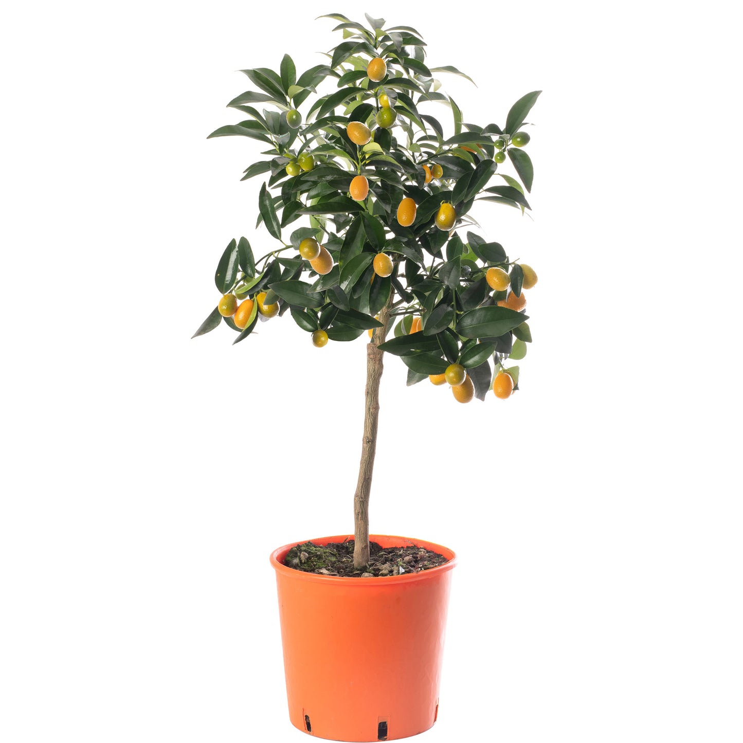 Citrus Trees