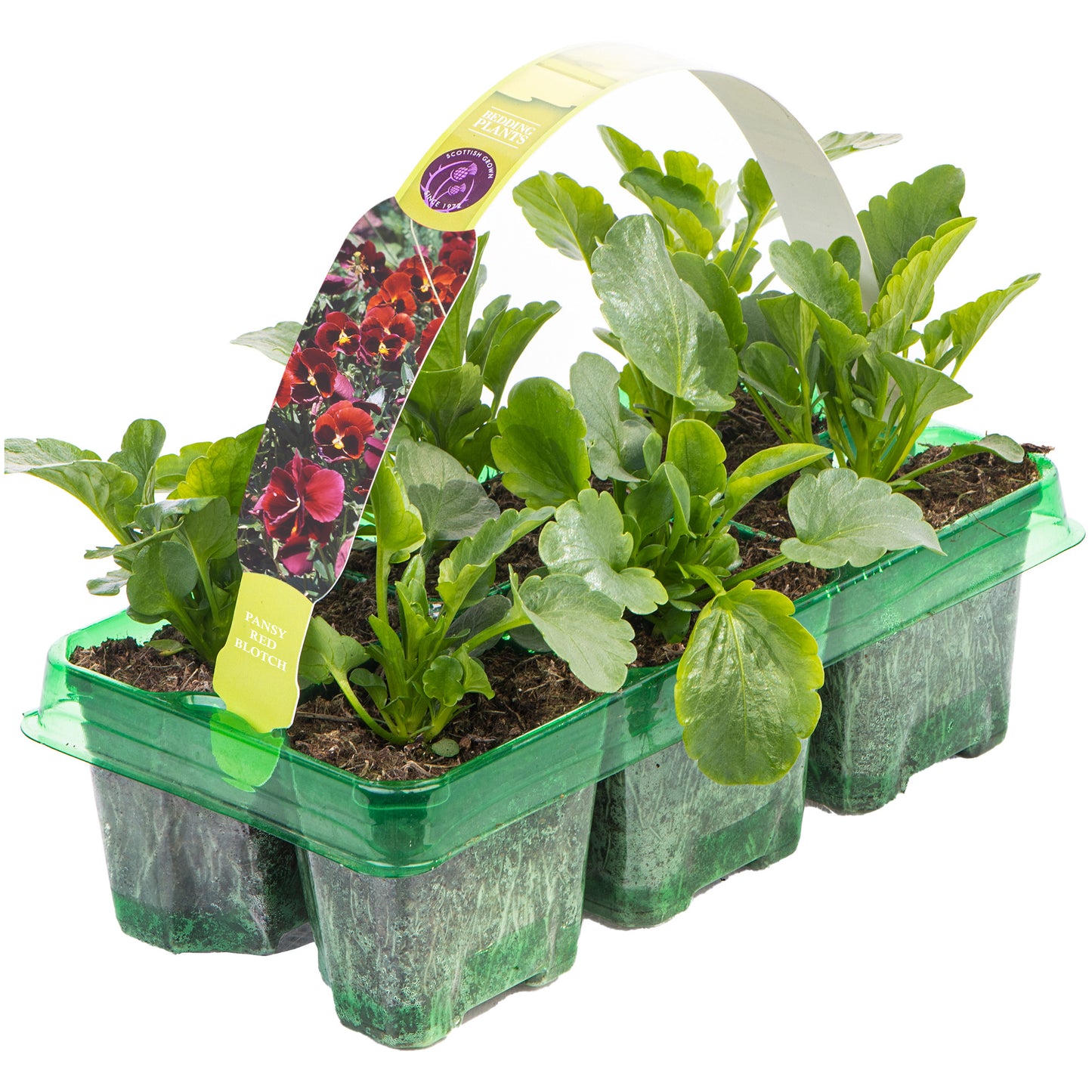 Bedding Plants - Red Blotch (6 Pack)