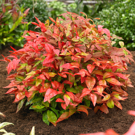 Nandina Blush Pink