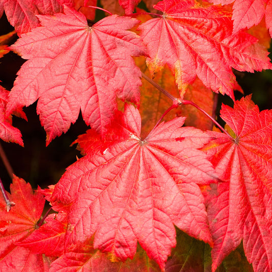 Acer Vitifolium