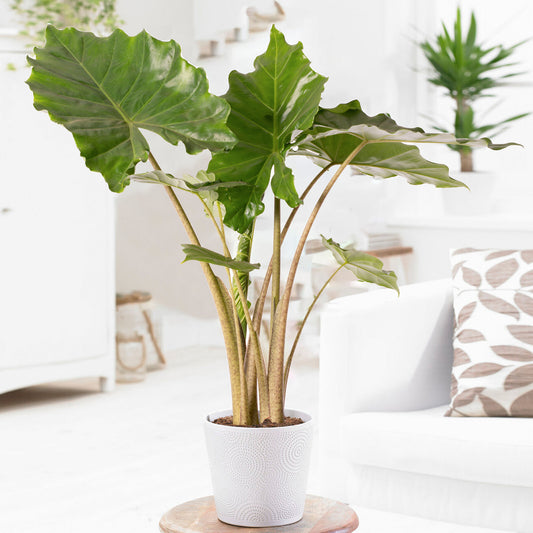 Alocasia Portodora