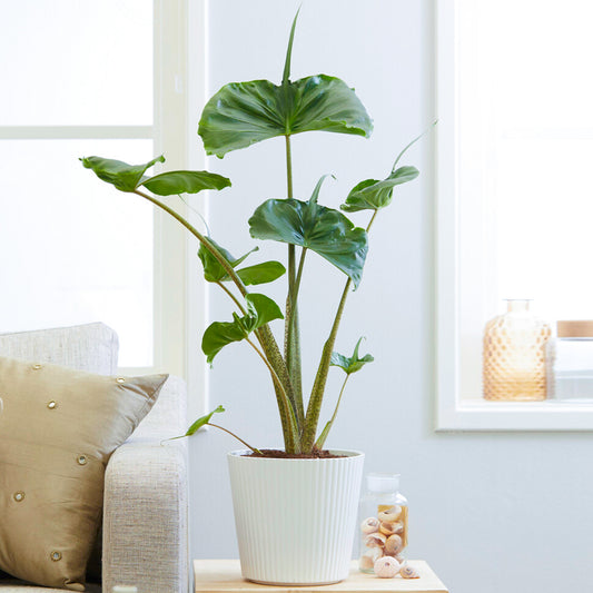 Alocasia Stingray