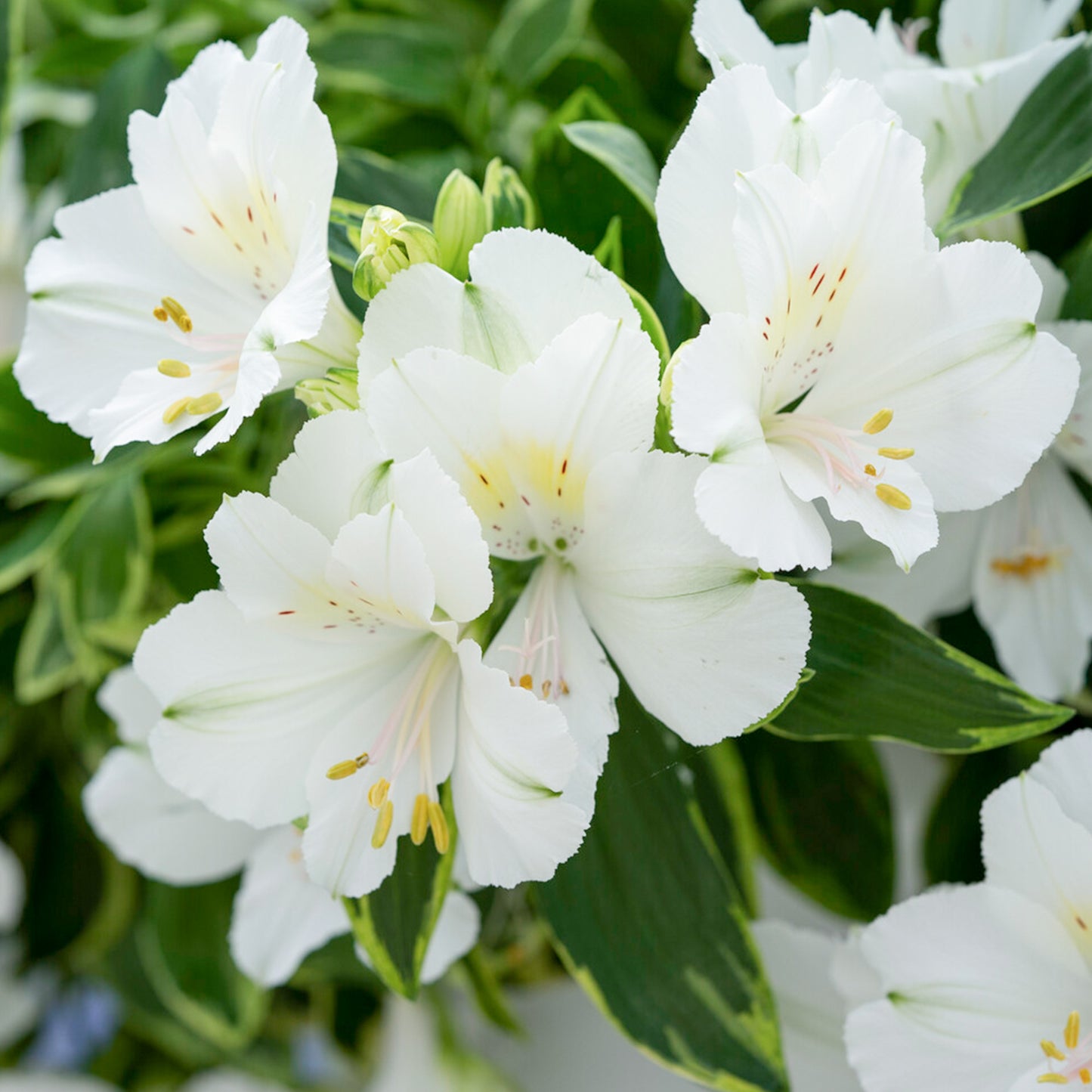 Alstroemeria Colorita Claressa