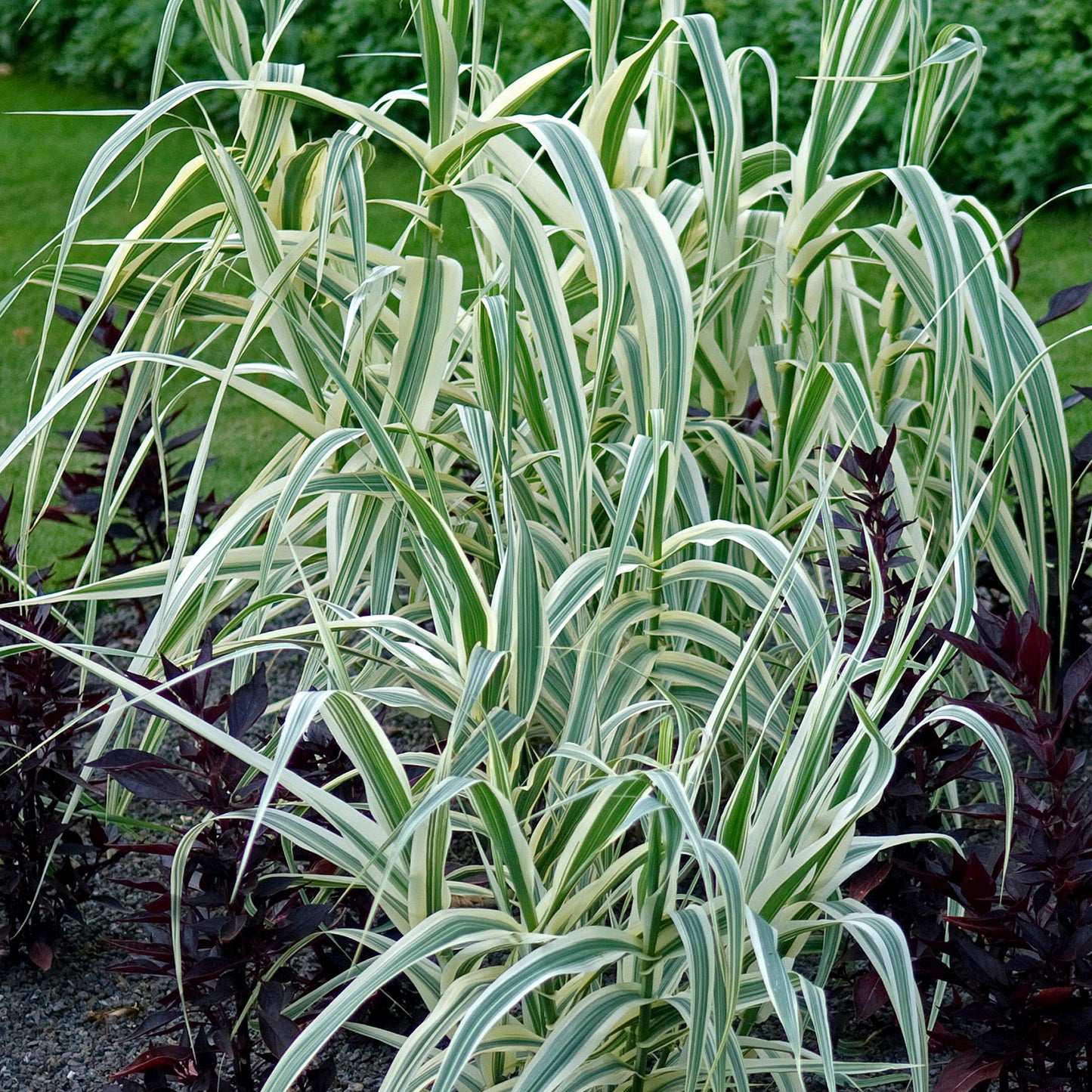 Arundo Ely