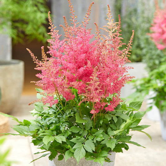 Astilbe Sunny Day