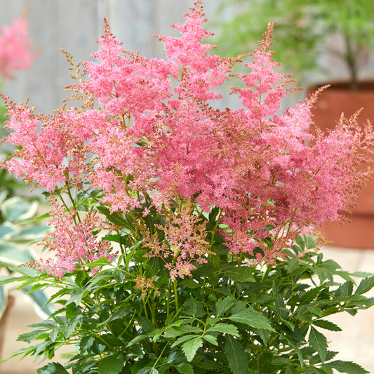 Astilbe Wonderful Day
